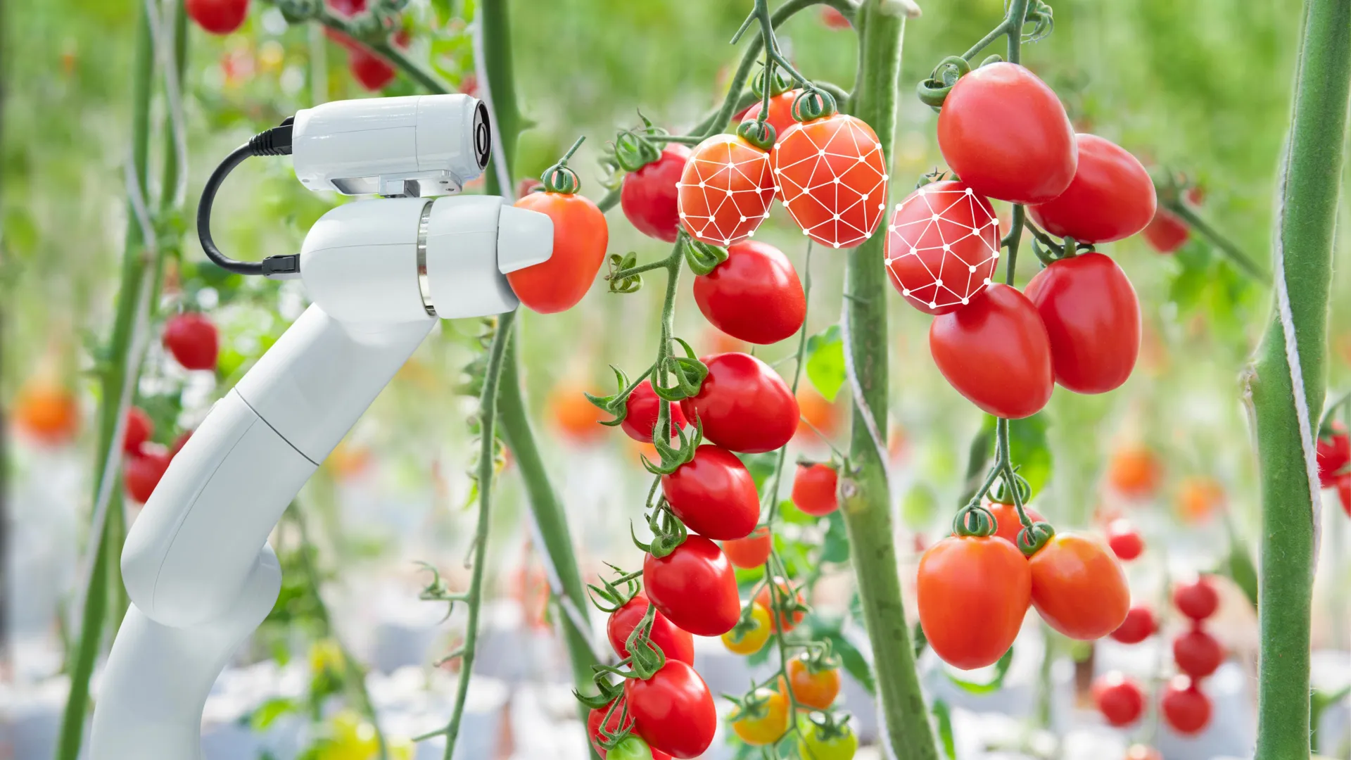 Autonomous Greenhouse Robots Human Collaboration