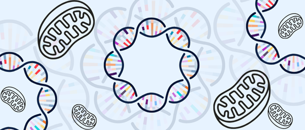 Мутації мітохондріальної ДНК: як «енергетичний двигун» клітини переписує сценарії хвороб — і що дає нова платформа для досліджень